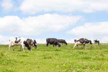 Herd of black and white Holstein dairy cows with full udders  in a lush green pasture on the skyline