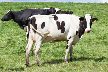 Holstein black and white dairy cow  with full udder standing in profile looking at the camera in a green pasture with two more cows behind