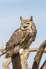 Great Horned Owl