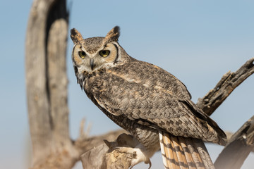 Great Horned Owl