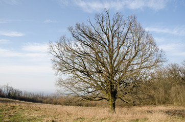 Fototapeta premium Autumn tree with blue sky