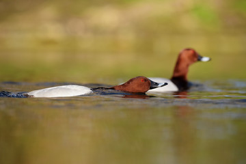 Common Pochard, Pochard, Aythya ferina