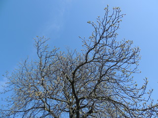 Chestnut (castanea sativa) tree awakening in the spring