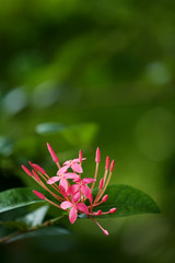 Pink tropical flower ixora.