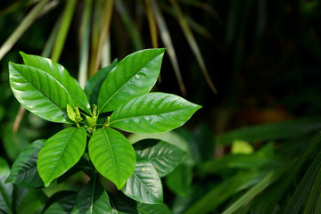 Tropical tree leaves in exotic tropical forest.