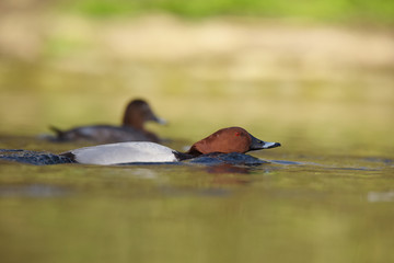 Common Pochard, Pochard, Aythya ferina