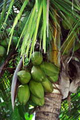 Coconuts hanging on the tree.