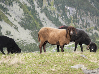 Sheep Willow Mountain Alp Grazing.