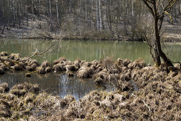 Small pond at early spring time