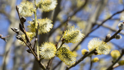 Beautiful pussy willow flowers branches on wind