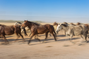 Horses Motion Blur herded into the corral. 