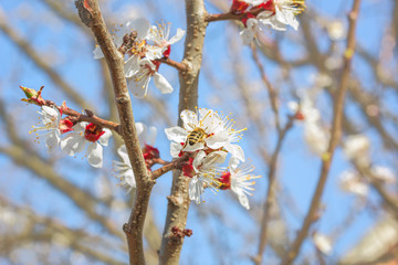 Flowering branch of an apricot-tree in spring orchard