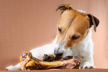 Happy dog eating a giant tasty yummy bone