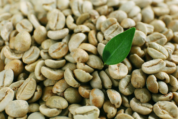 Green coffee beans with green leaf, close up