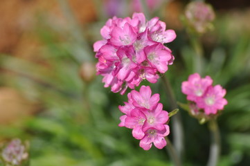 primula,PRIMULA VERIS (P. ODOROSA)