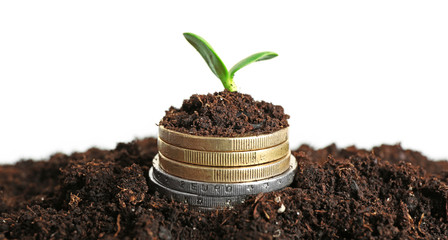 Coins in soil with young plant isolated on white