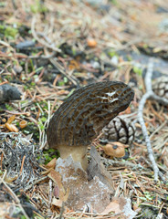 Morel mushroom