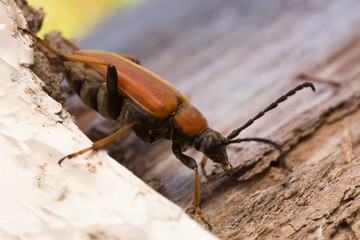 Female red-brown longhorn beetle, Stictoleptura rubra on wood