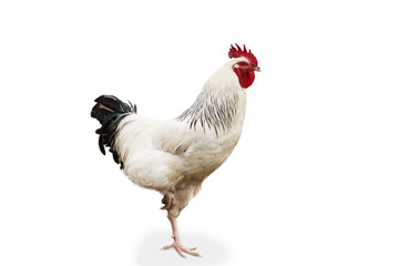 Cock