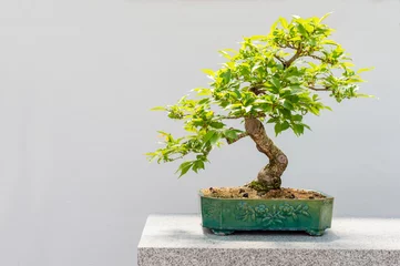 Fotobehang Bonsai Kurile kersenboom bonsai