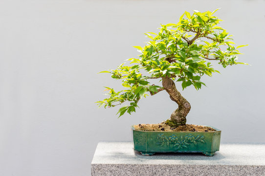 Kurile cherry tree bonsai