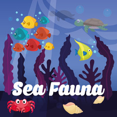 Fototapeta na wymiar Sea Fauna graphic design, vector illustration