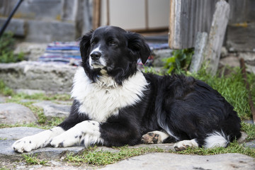 Black and white spotted shepherd dog.