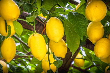Lemons growing on the tree