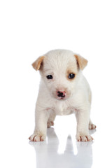 Fototapeta premium dog in studio on the white background