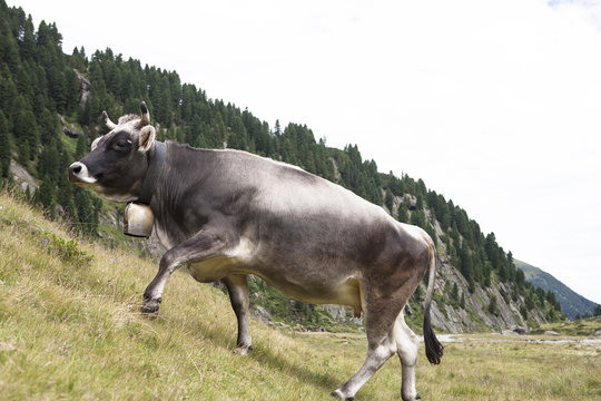 A grey Milk cow grazing on an alp in the Austrian mountains.