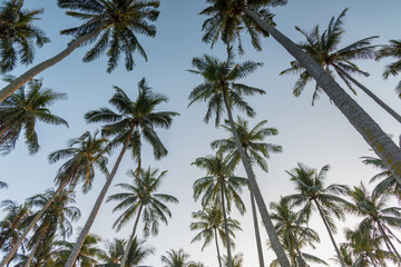 Plakat Coconut palm trees