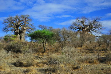 Baobab or boab, boaboa, bottle tree, upside-down tree, and monkey bread tree Tarangire National Park is the sixth largest national park in Tanzania after Ruaha, Serengeti, Mikumi, Katavi and Mkomazi