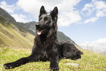 Black German Shepherd Dog.