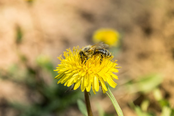 Worker bee on the yelow flower