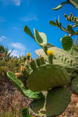 Blooming cactus against the sky