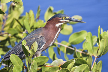 Green Heron in the Bush