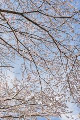春景色桜模様