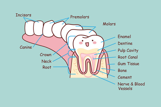 human dental anatomy tooth