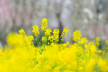 菜の花