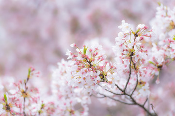 桜