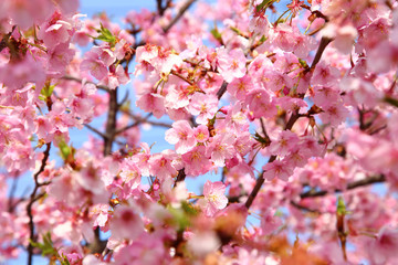 Pink cherry blossoms in full bloom