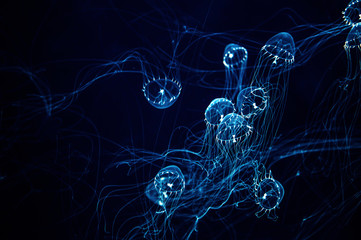 Glow in the dark jellyfish - obrazy, fototapety, plakaty