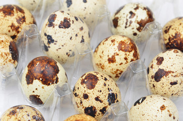Obraz premium Quail eggs in plastic container