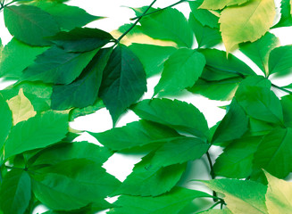 Scattered green leaves. Virginia creeper leaves.