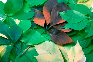 Background of multicolor leafs