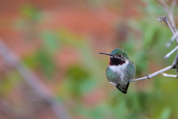 Cute Hummingbird