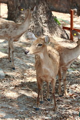 Beware of the Barking Deer