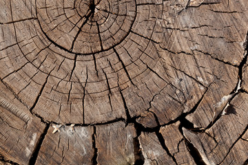 Fototapeta premium Tree Rings