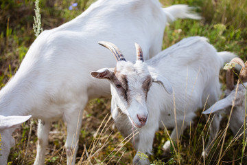 Fototapeta premium goats in the summer on walk, selective focus