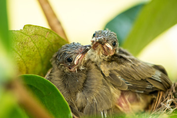Streak-eared Bulbul bird